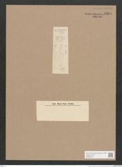 Navicula sp. (de-Toni-Nr.: Genus 1) Zeichnungen Sammlung Grunow Nr. 1366 (NHMW-BOT-W0368319)